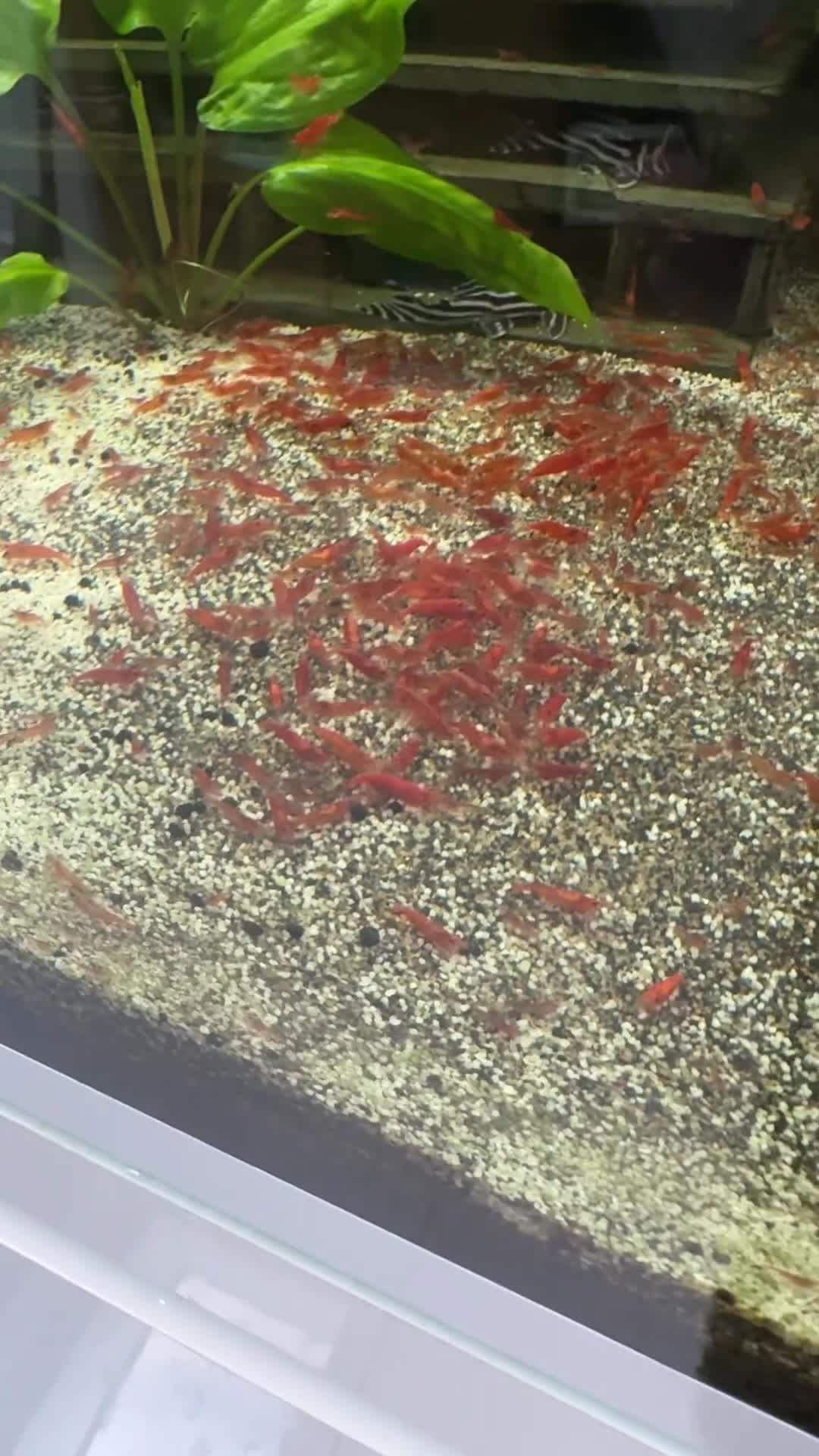 Shrimps fish for sale: Red cherry shrimp  - Video 1