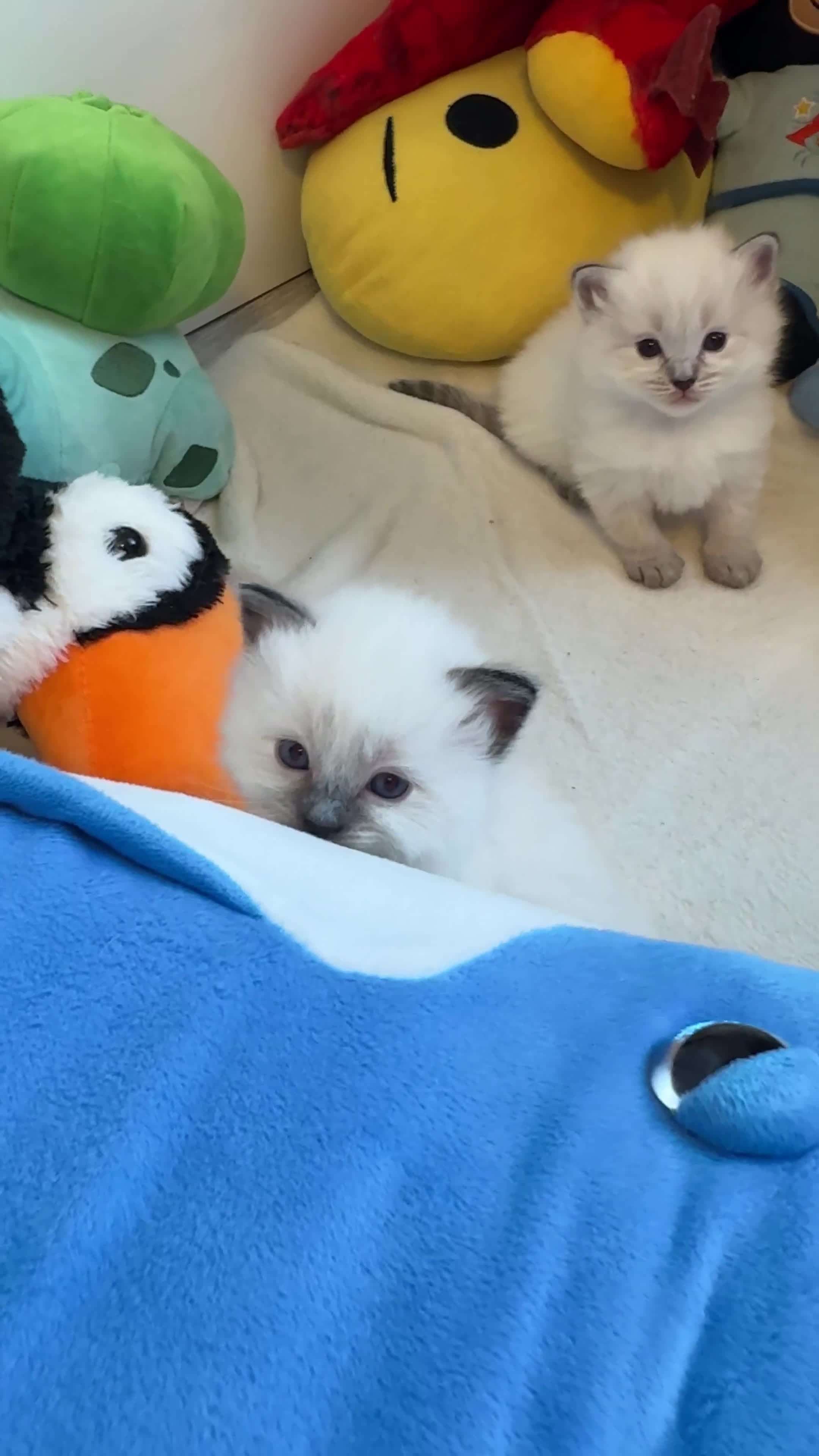 Ragdoll cats for sale: 2 Beautiful Ragdoll Girl Kittens - Video 1