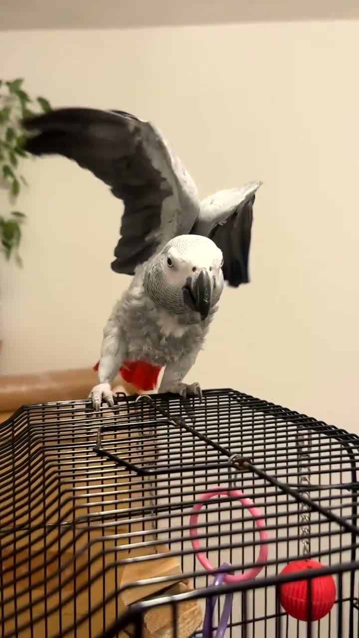 Parakeets birds for sale: African grey  - Video 1