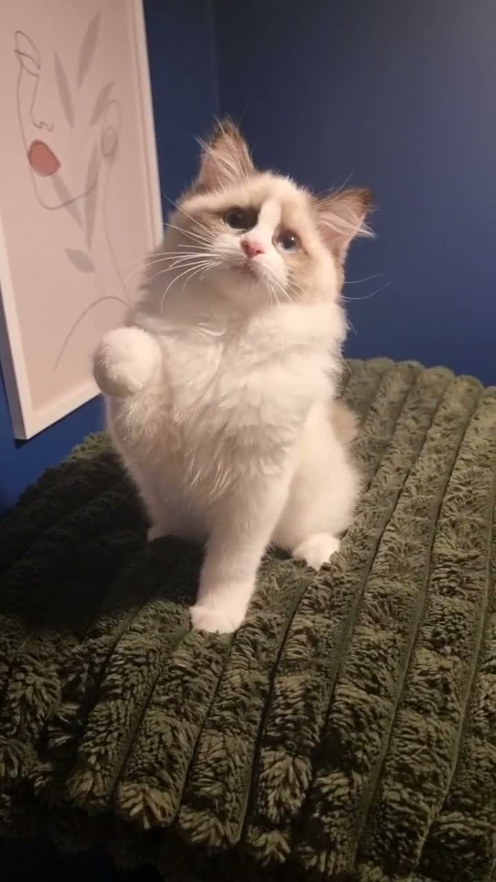 Ragdoll cats for sale: A very rare litter of kittens.  - Video 1