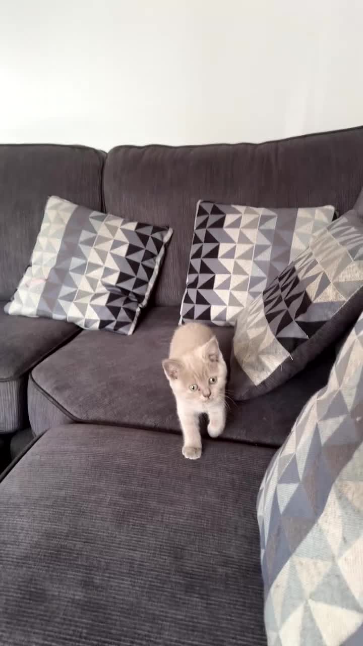 British Shorthair cats for sale: 1 Male Lilac British Shorthair Available - Video 2