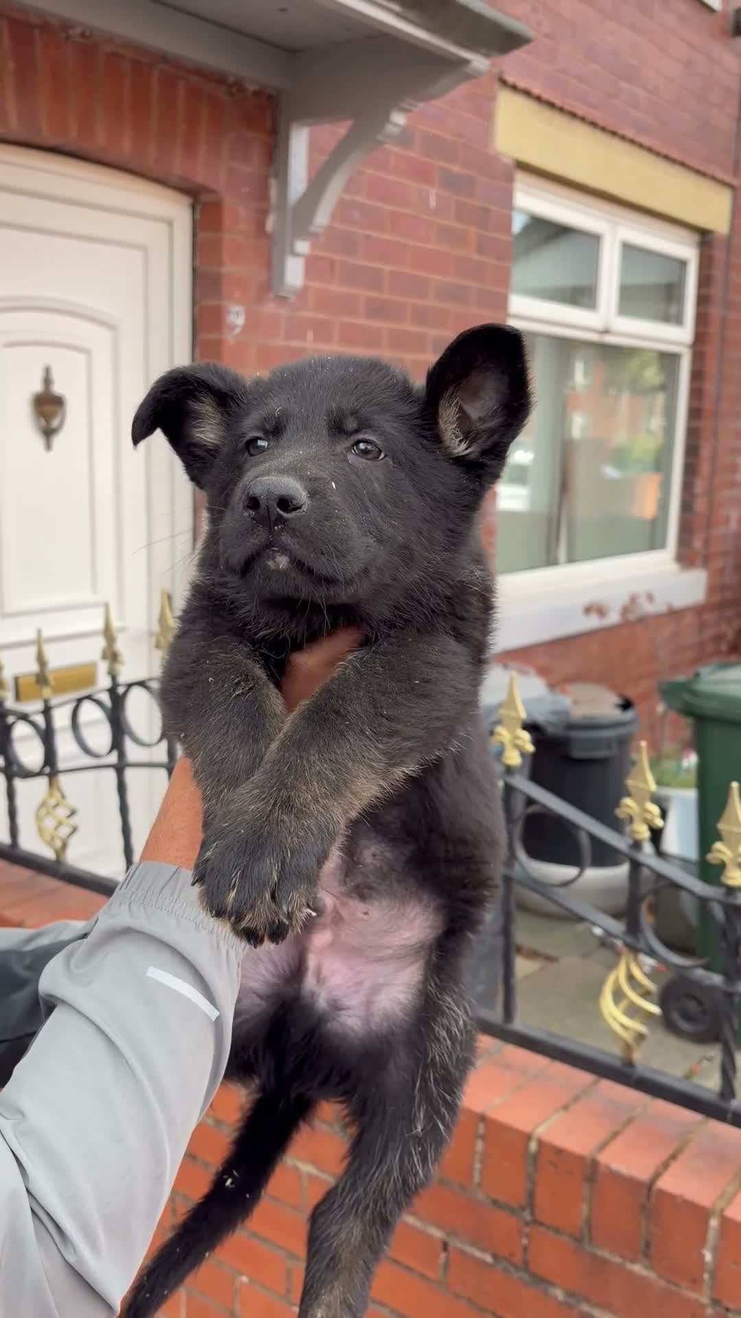 German Shepherd dogs for sale: German shepherd pups (CZECH LINE) - Video 1