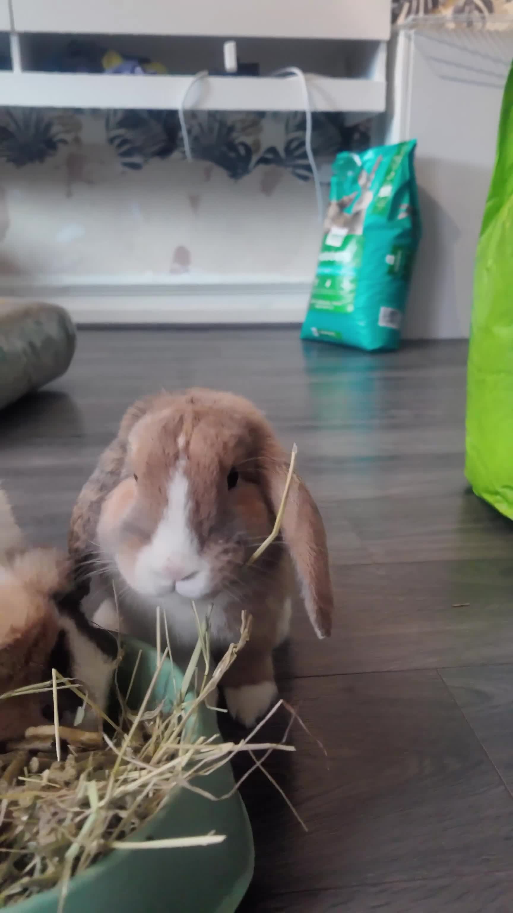 Mini Lop rabbits for sale: Mini lop brothers - Video 1