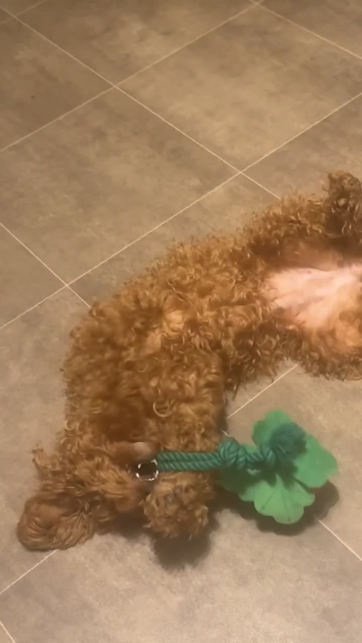 Cavapoochon dogs for stud: My female cavapoo - Video 2