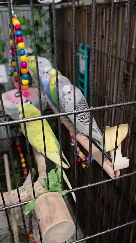 Budgerigars birds for sale: Beautiful green and blue birds - Video 1