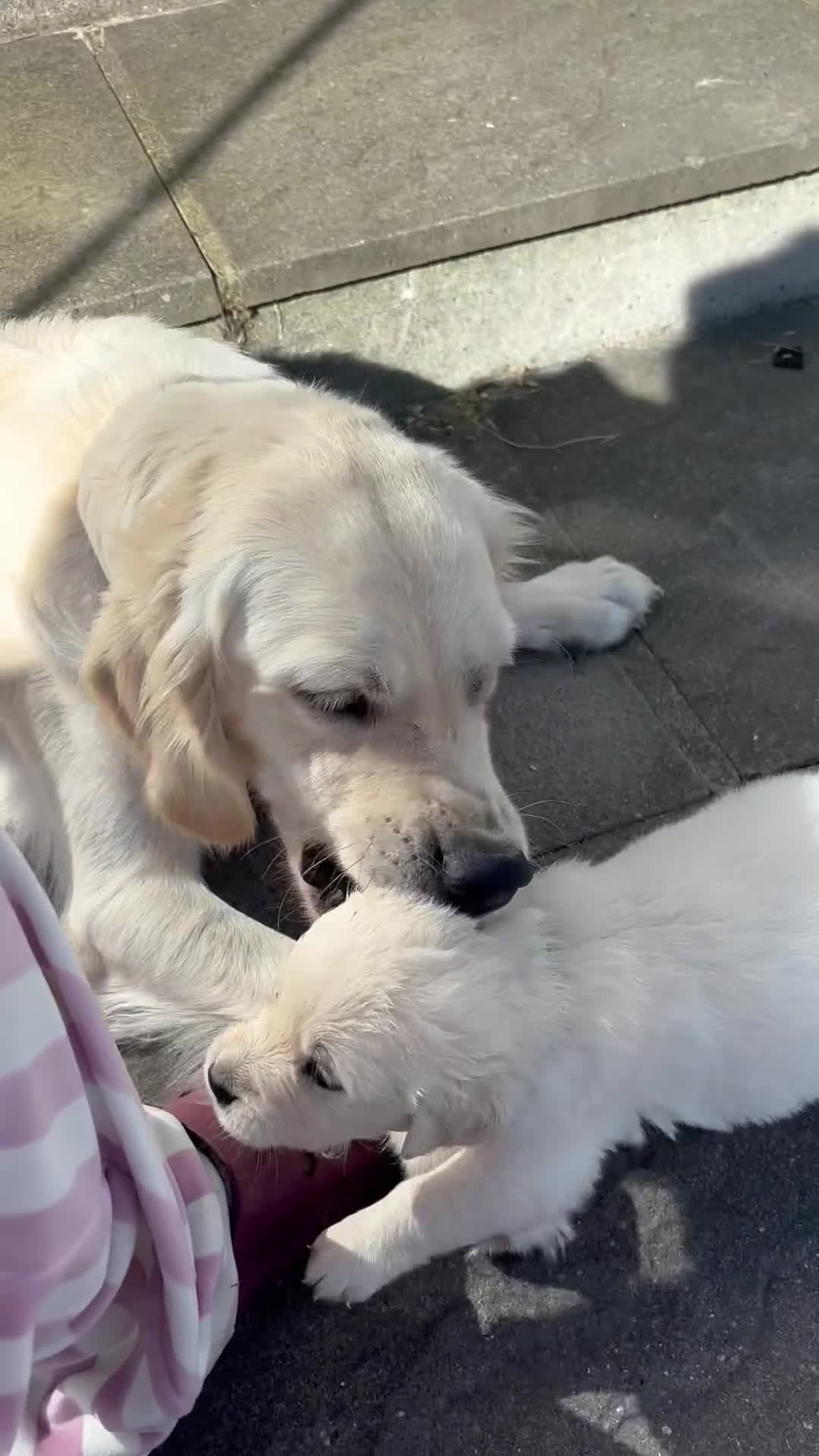 Golden Retriever dogs for sale: KC Registered Golden Retriever Puppies 🐾 - Video 2