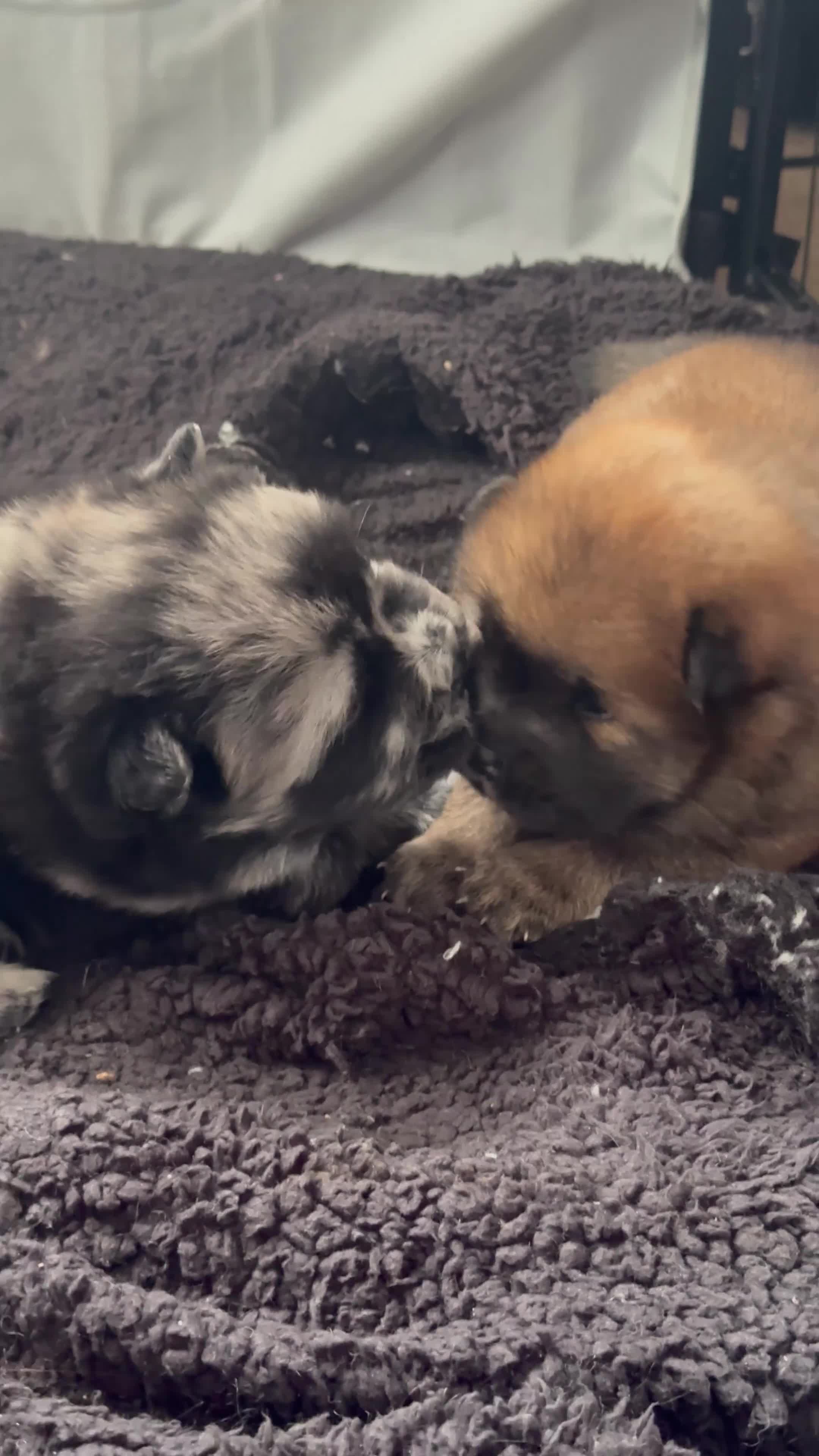 Chow Chow dogs for sale: READY TO LEAVE NOW last girl! Chow Chow Puppies - Video 2