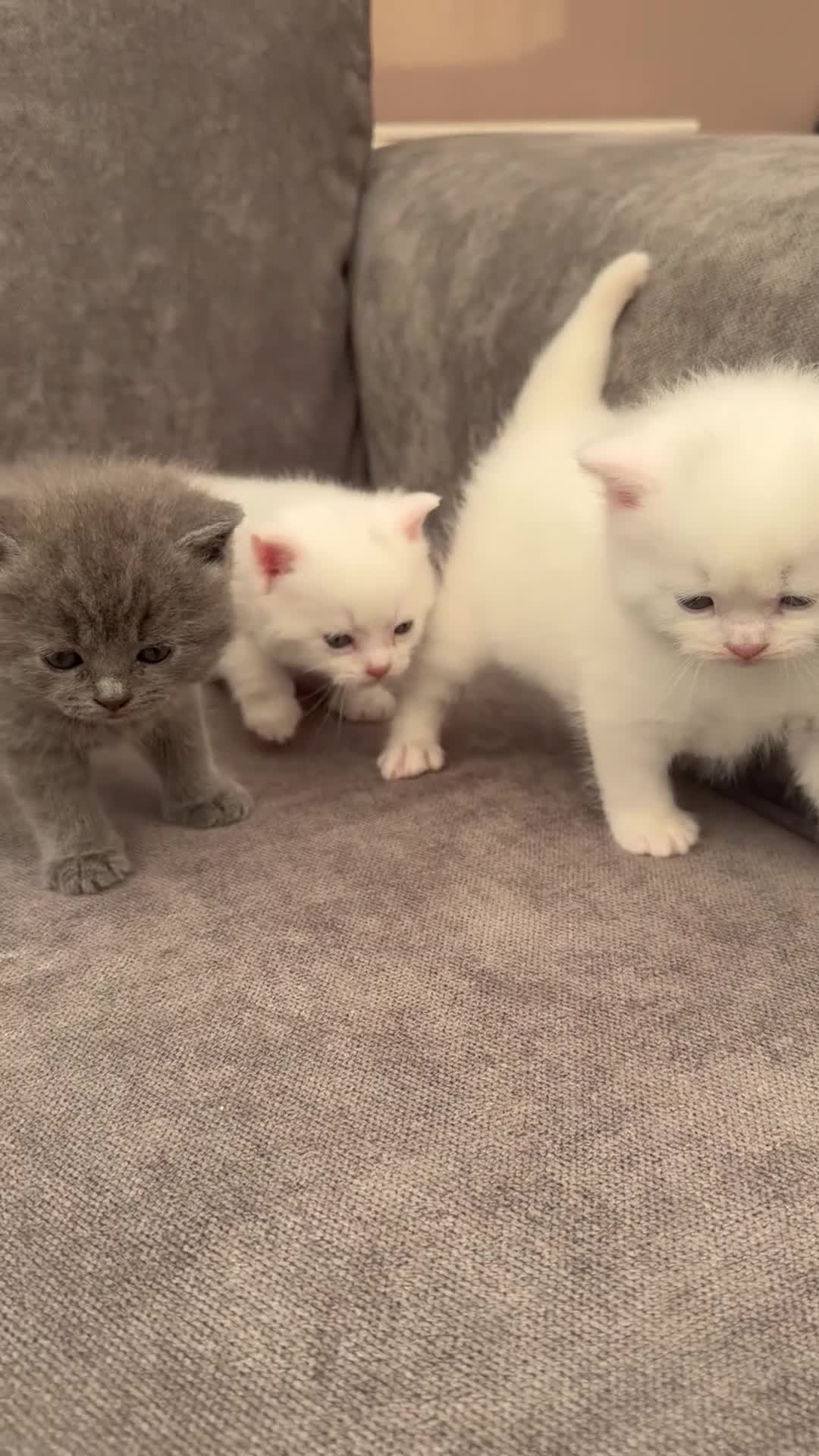 British Shorthair cats for sale: Stunning British Shorthair Kittens  - Video 1