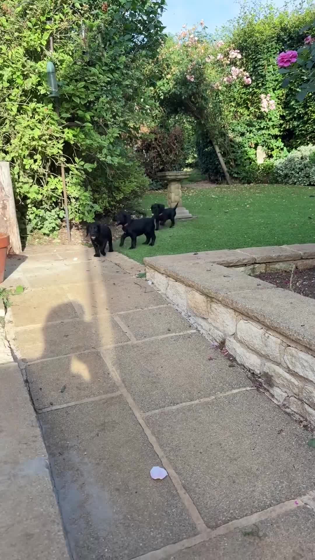 Cocker Spaniel dogs for sale: Working Cocker Spaniel - Video 1