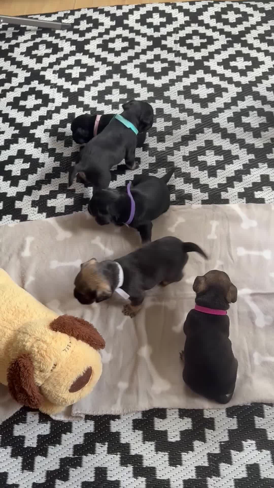 Mixed Breed dogs for sale: french bulldog x cairnterrier READY ON 7/10  - Video 3