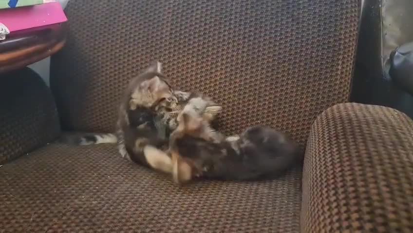 British Shorthair cats for sale: Three gorgeous male mixed bread kittens - Video 1