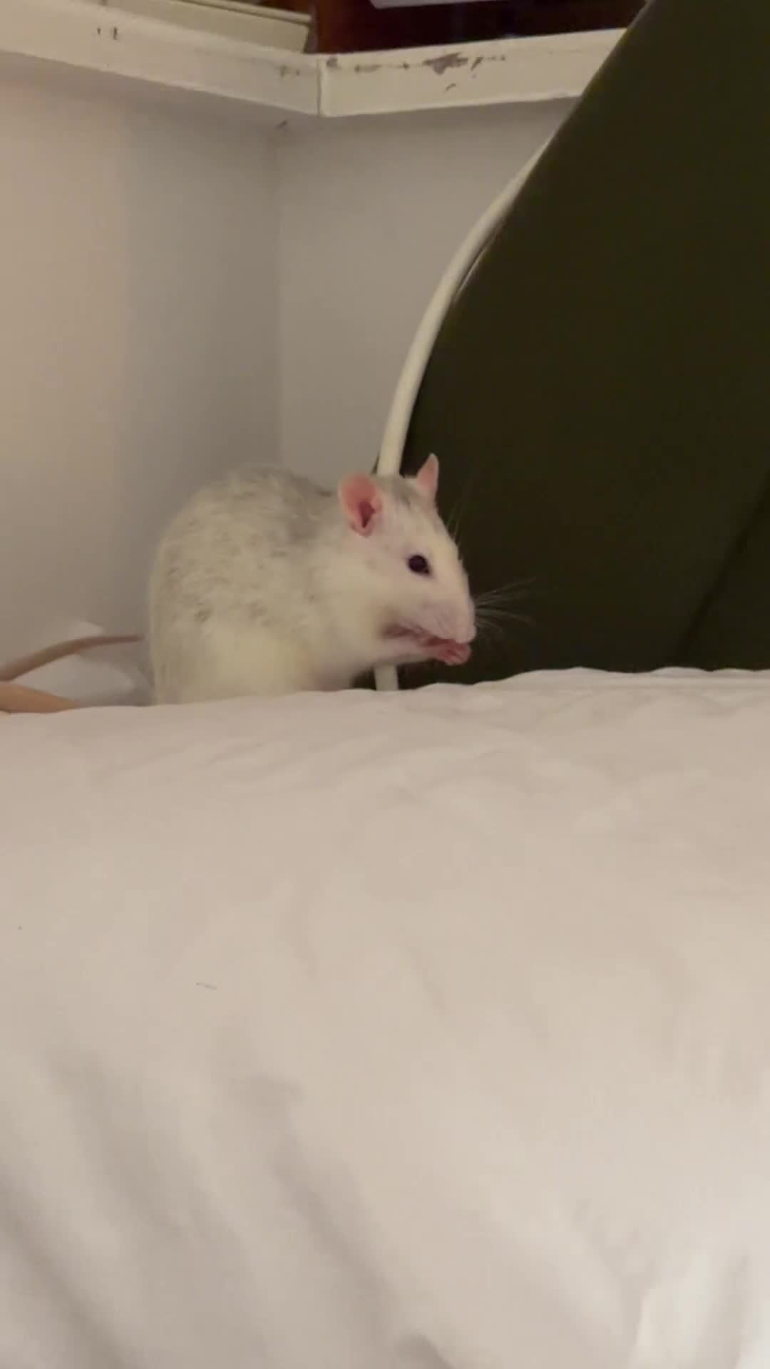 Rat rodents for sale: RATS - Sisters only babies still  - Video 3