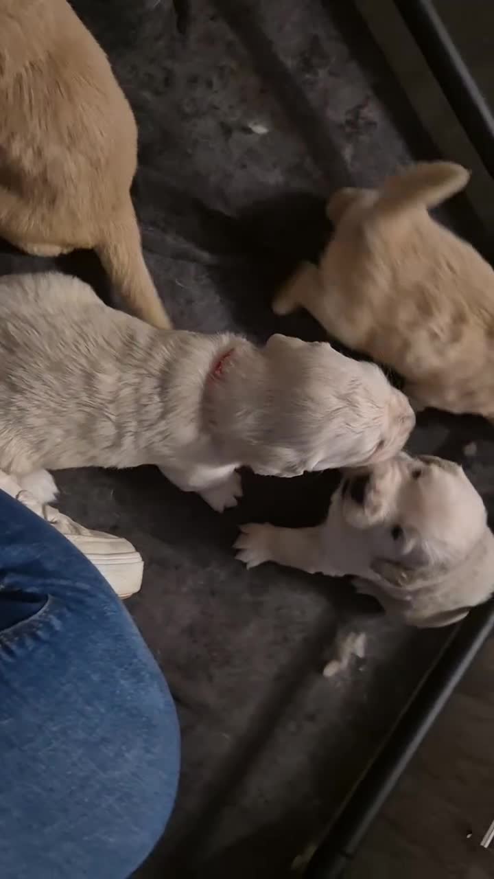 Golden Retriever dogs for sale: 7 Gorgeous golden retrievers puppies - Video 1