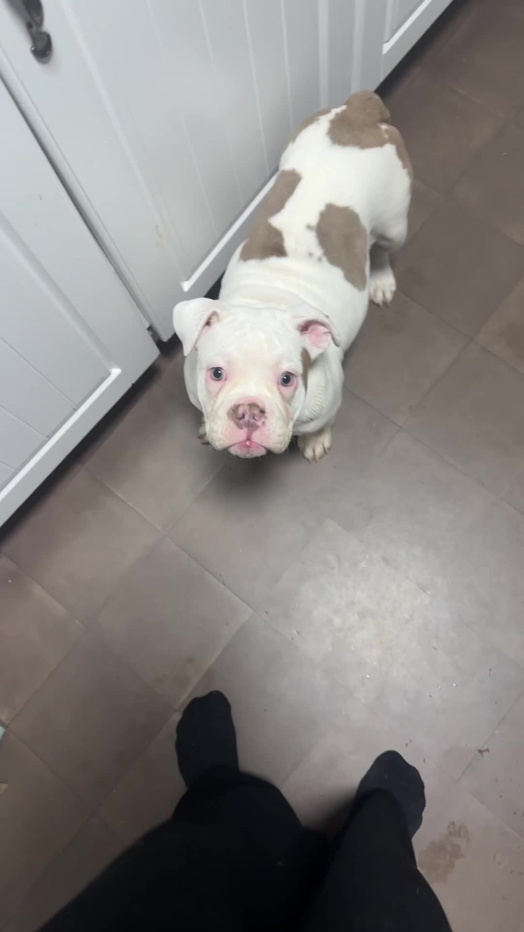 Dorset Olde Tyme Bulldogge dogs for sale: Old time bull dog Rehome  - Video 1