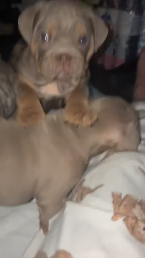 English Bulldog dogs for sale: 🐶🔥 English Bulldogs ready to go 🔥🐶 REDUCED!! - Video 2
