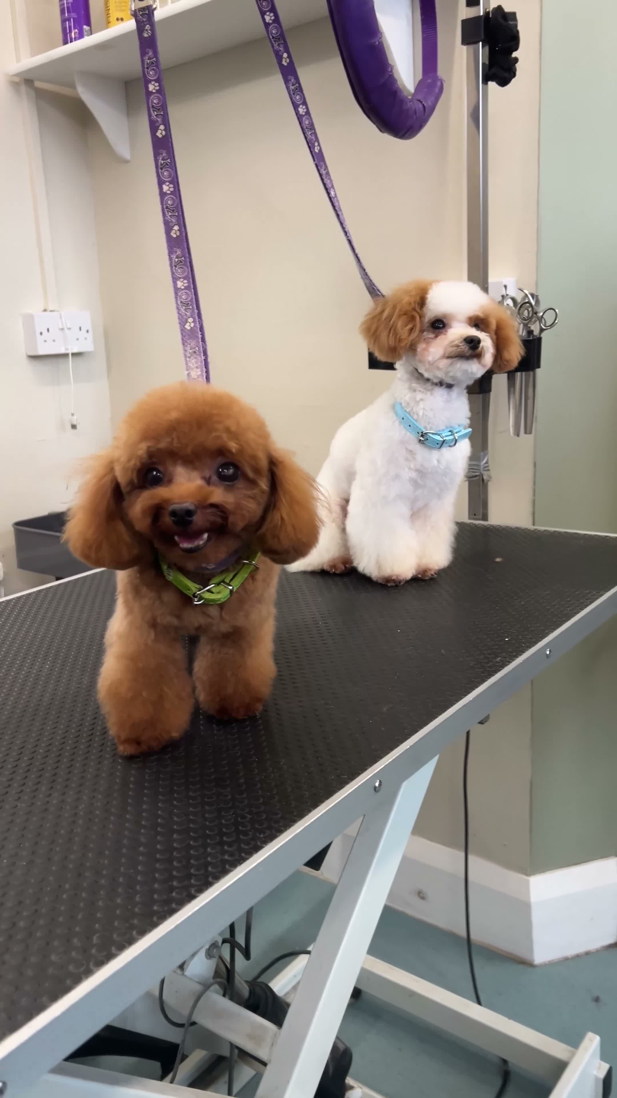 Toy Poodle dogs for stud: Asian Toy Poodle-TINY 1.2kg-TEDDYCUP - Video 1