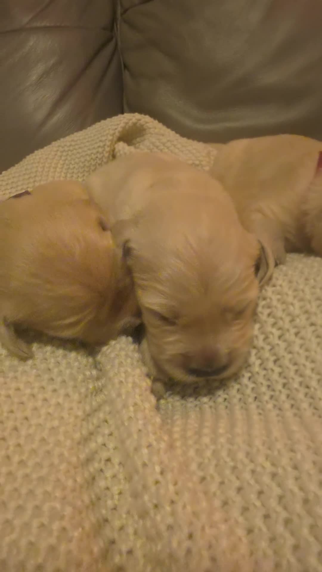 Golden Retriever dogs for sale: Golden Retriever Puppies in Bangor - Video 4
