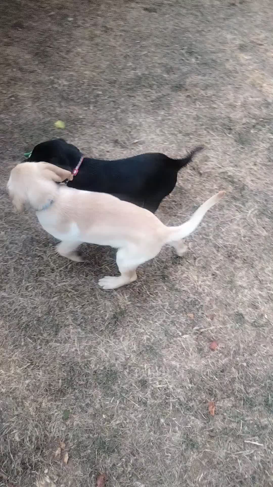 Labrador Retriever dogs for sale: KC Registered Labrador Retriever Puppies in Ross-on-Wye - Video 1