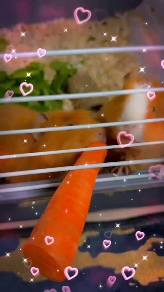 Guinea Pig rodents for sale: 2 female guinea pigs  in Cardiff - Video 1