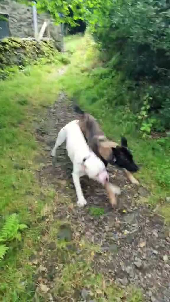Mixed Breed dogs for stud: American bulldog x cane corso stud  in Caernarfon - Video 2