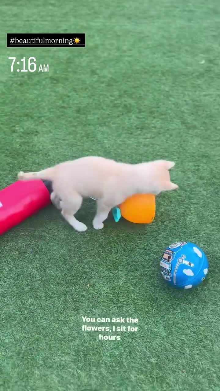 Mixed Breed dogs for sale: For sale Husky  - Video 1