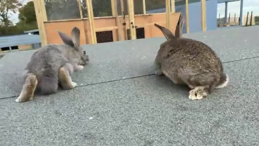 Continental Giant rabbits for sale: Continental Giant Rabbits  - Video 1