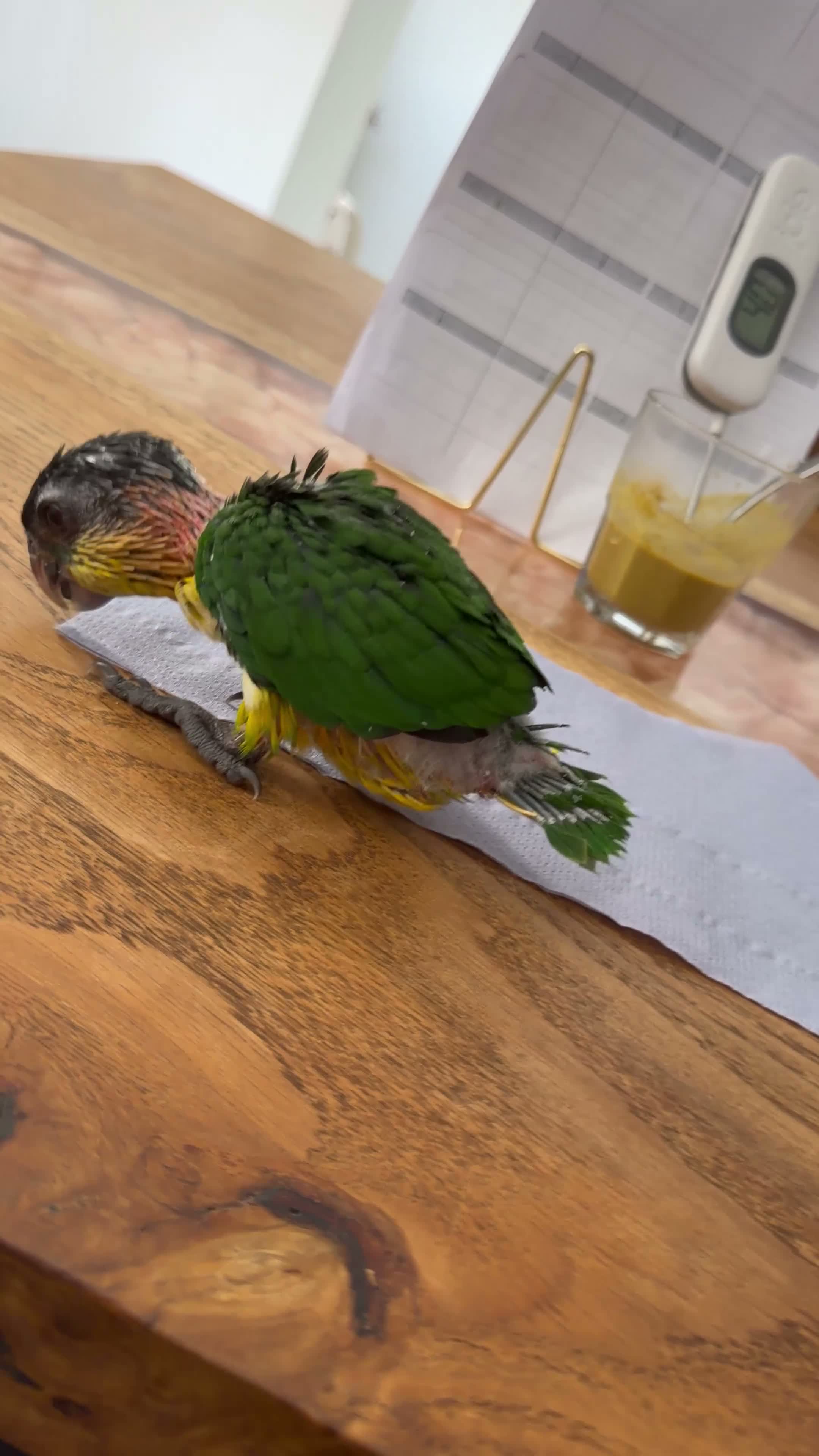 Parrots birds for sale: Silly Tame Pallid Black Headed Caique - Video 2