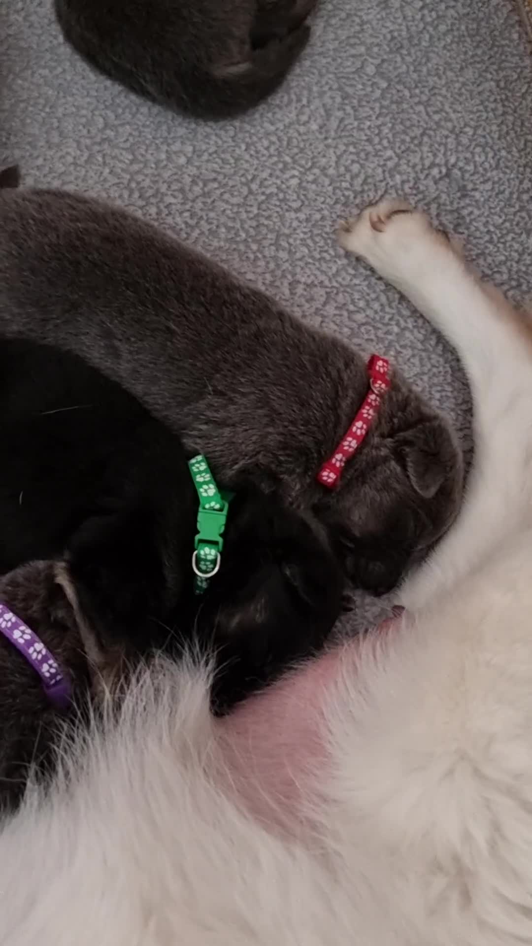 German Shepherd dogs for sale:  kc,health tested straight back german shepherd - Video 3