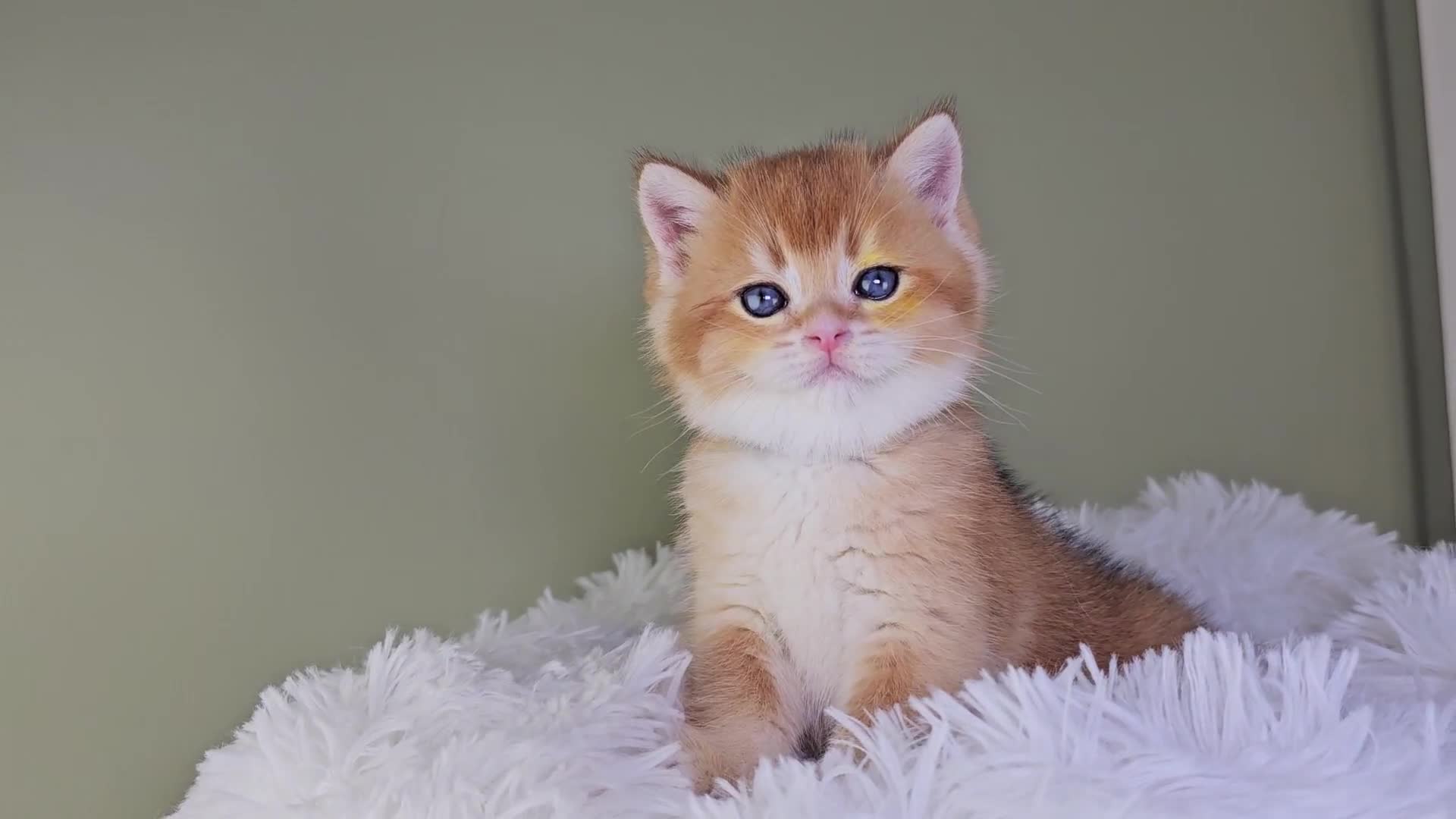 Scottish Fold cats for sale: READY NOW - TICA - SCOTTISH FOLD and STRAIGHT. - Video 1