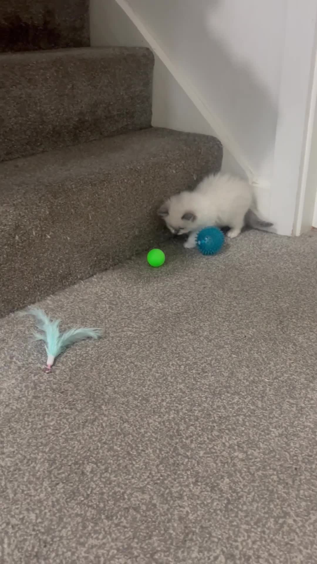 Ragdoll cats for sale: 🩷5 Blue Bi-colour Ragdoll girls🩷 - Video 5