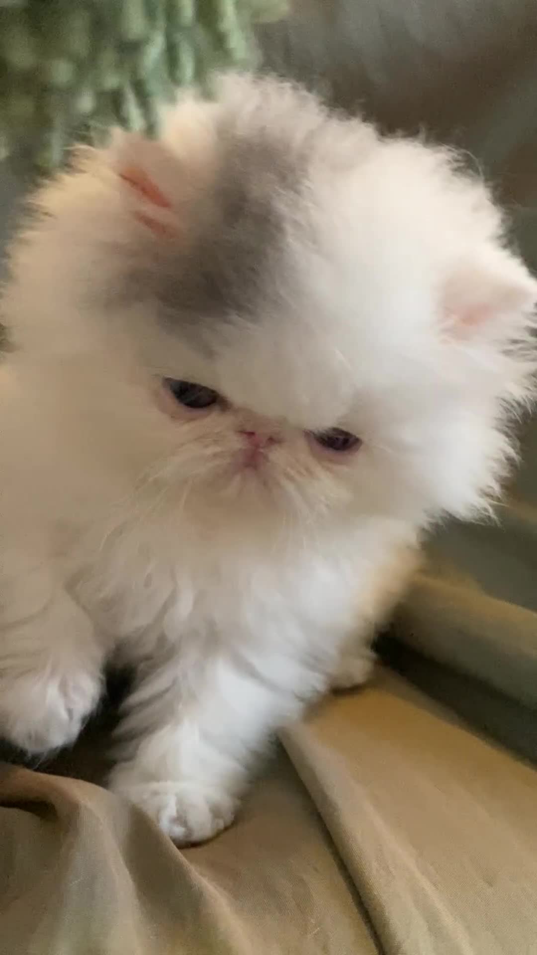 Exotic cats for sale: (Rare odd eye bicolours)🏆Exceptional. - Video 4