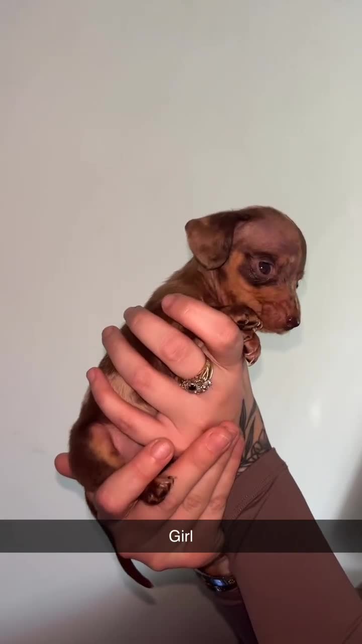 Miniature Dachshund dogs for sale: KC registered miniature dachshund For sale  - Video 4