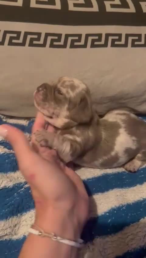 Dachshund dogs for sale: Miniature Dachshund cross pup - Video 2