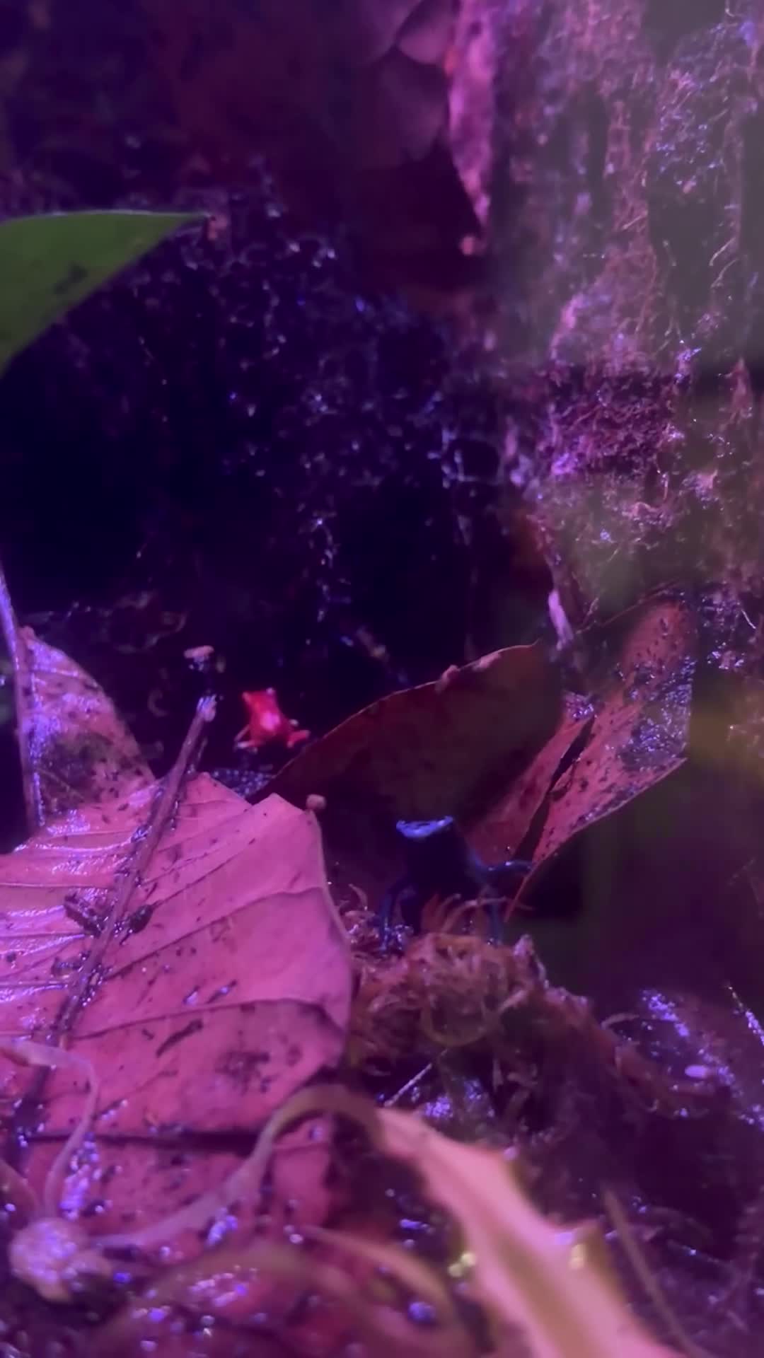 Frog reptiles for sale: Dart frogs and tank in Rugby - Video 1