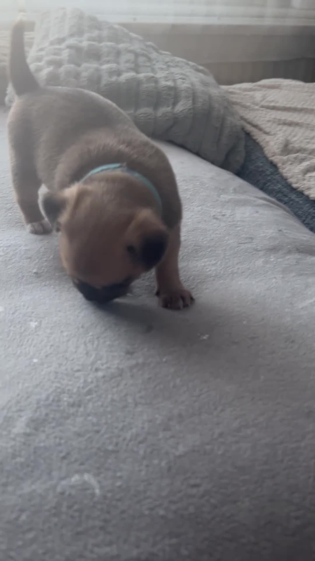 Jug dogs for sale: Jugs puppies  in Hereford - Video 1