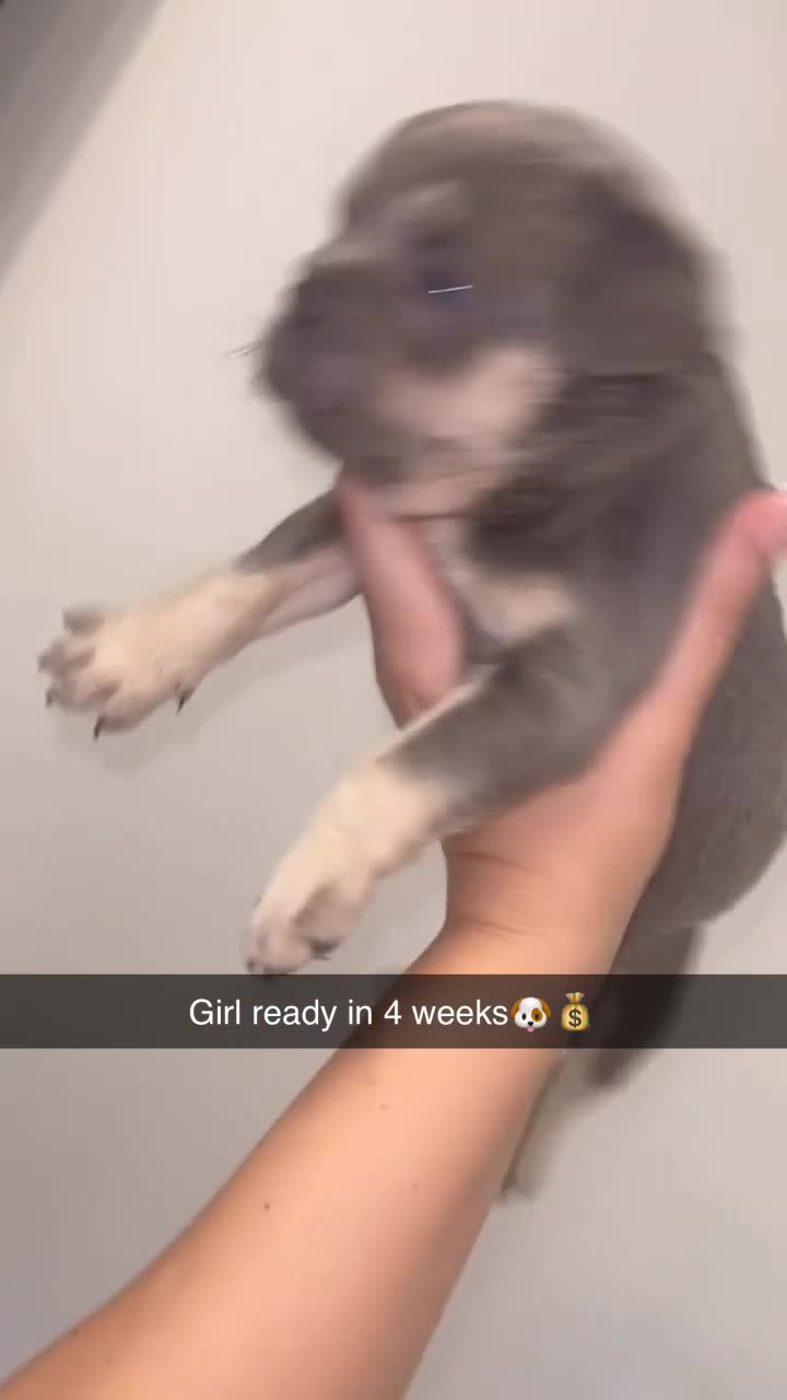 French Bulldog dogs for sale: French bulldogs  - Video 1