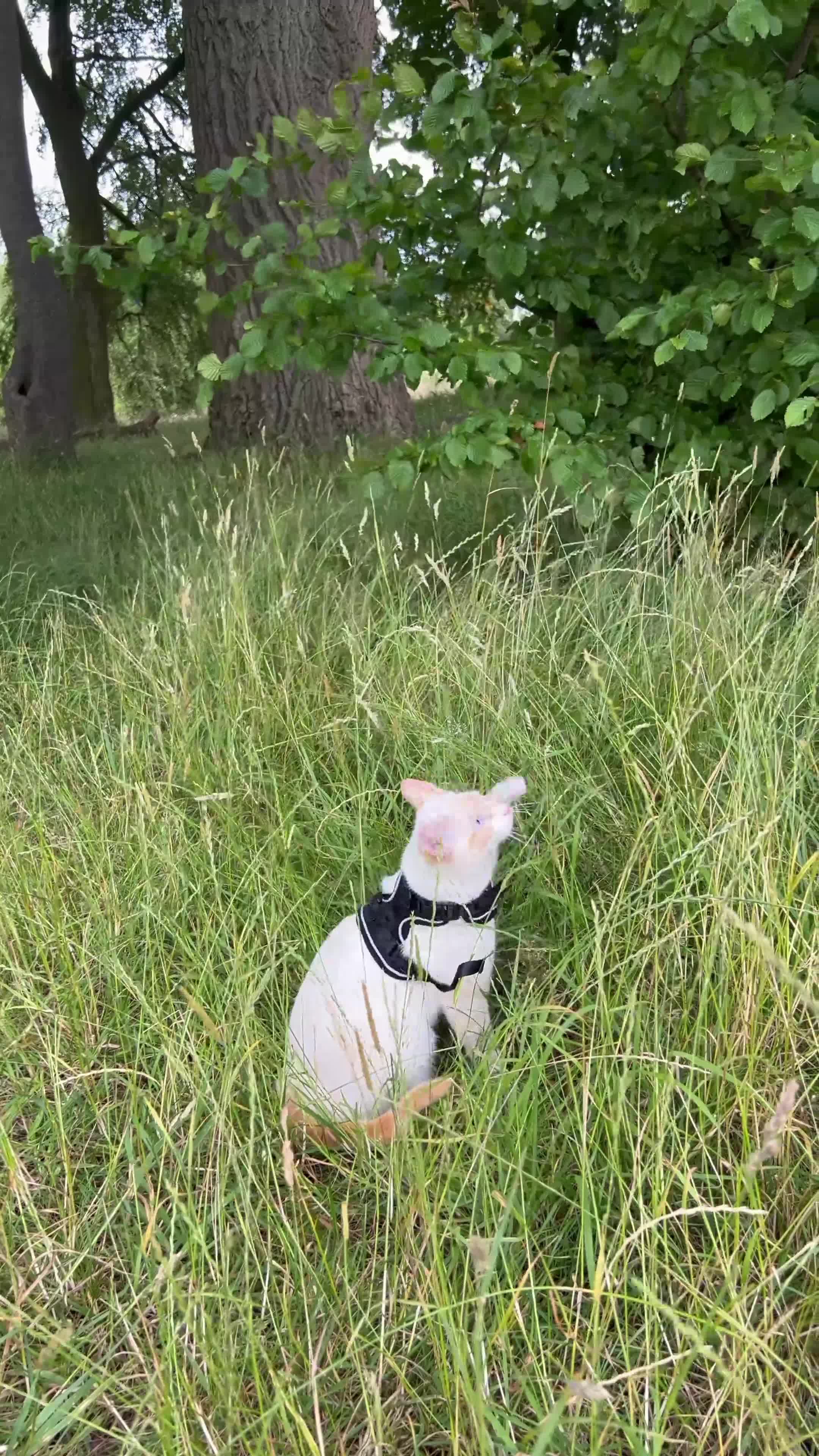 Mixed Breed cats for sale: Mixed Breed Cat  in Preston - Video 1