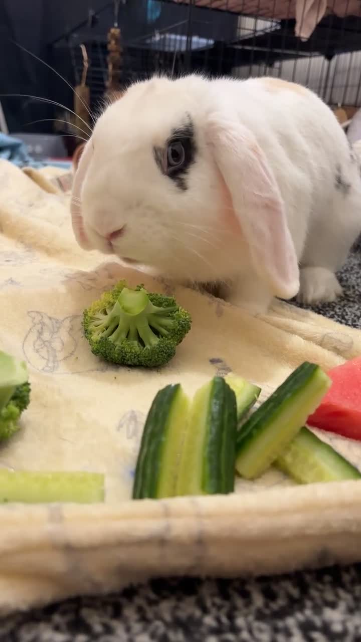 Mini Lop rabbits for sale: Mini Lop Bunny  - Video 1