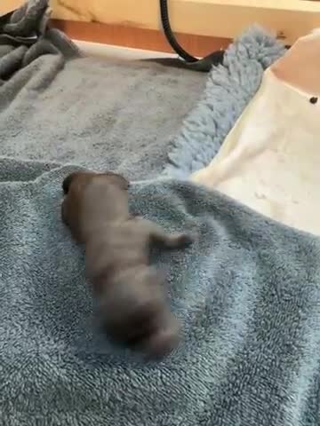 Cockapoo dogs for sale: Cockapoo - Video 2