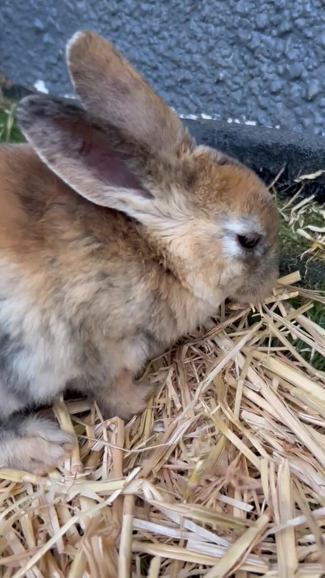 Mixed Breed rabbits for sale: Adorable baby rabbits for sale. Ready now - Video 1