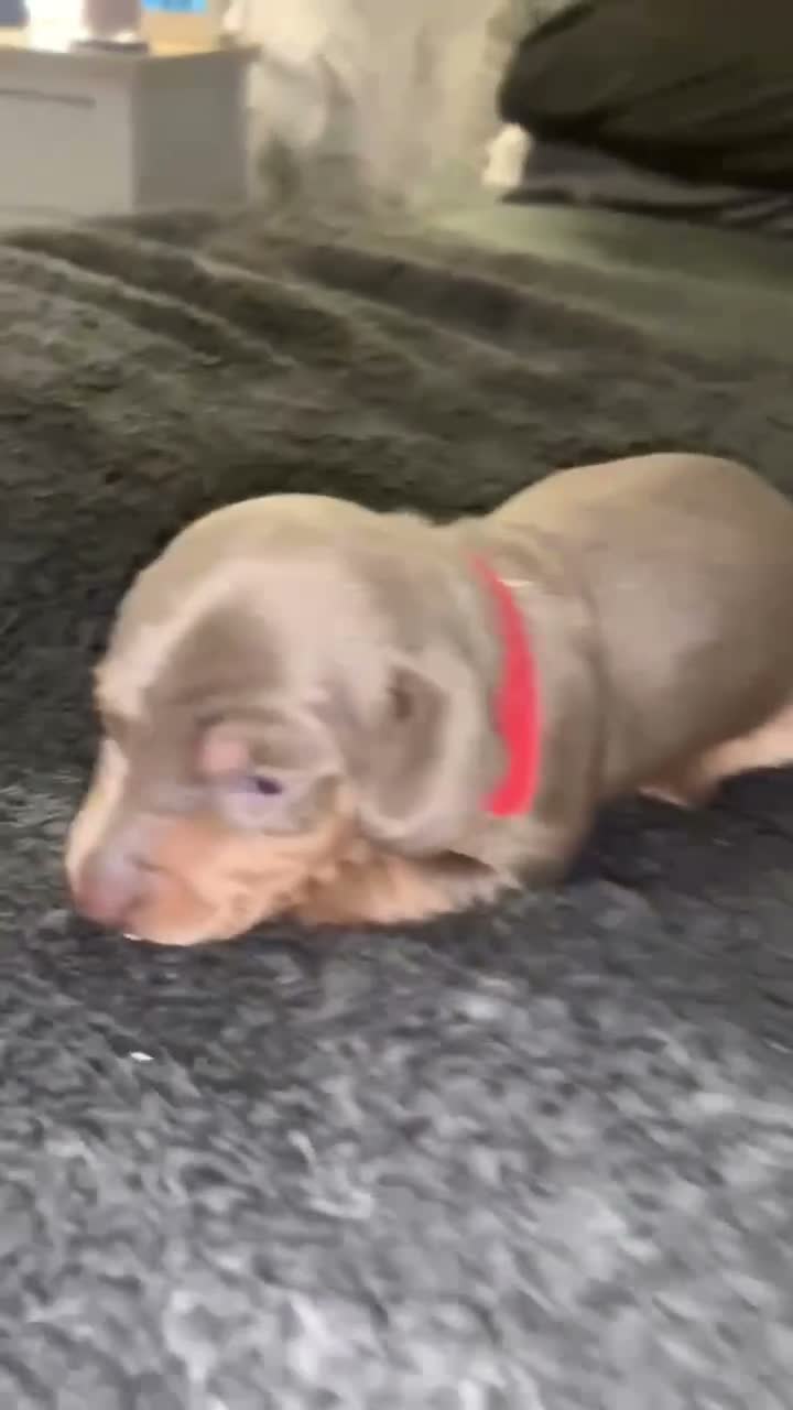 Miniature Dachshund dogs for sale: Blue Isabella dapple and Isabella and tan girls  in Walsall - Video 1