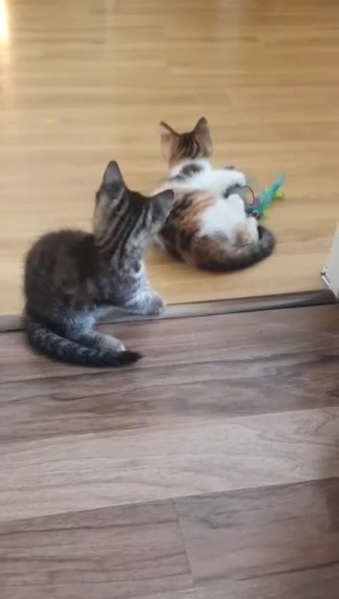Mixed Breed cats for sale: 5 BEAUTIFUL KITTENS 😸 LOOKING FOR FOREVER HOME   - Video 3