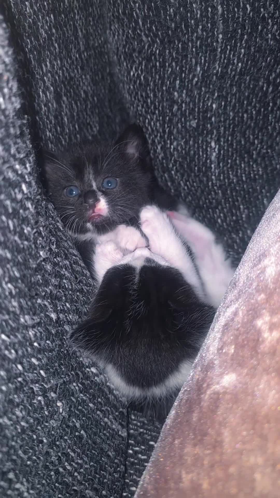 Mixed Breed cats for sale: Beautiful Black & White Kittens Looking for Homes - Video 1
