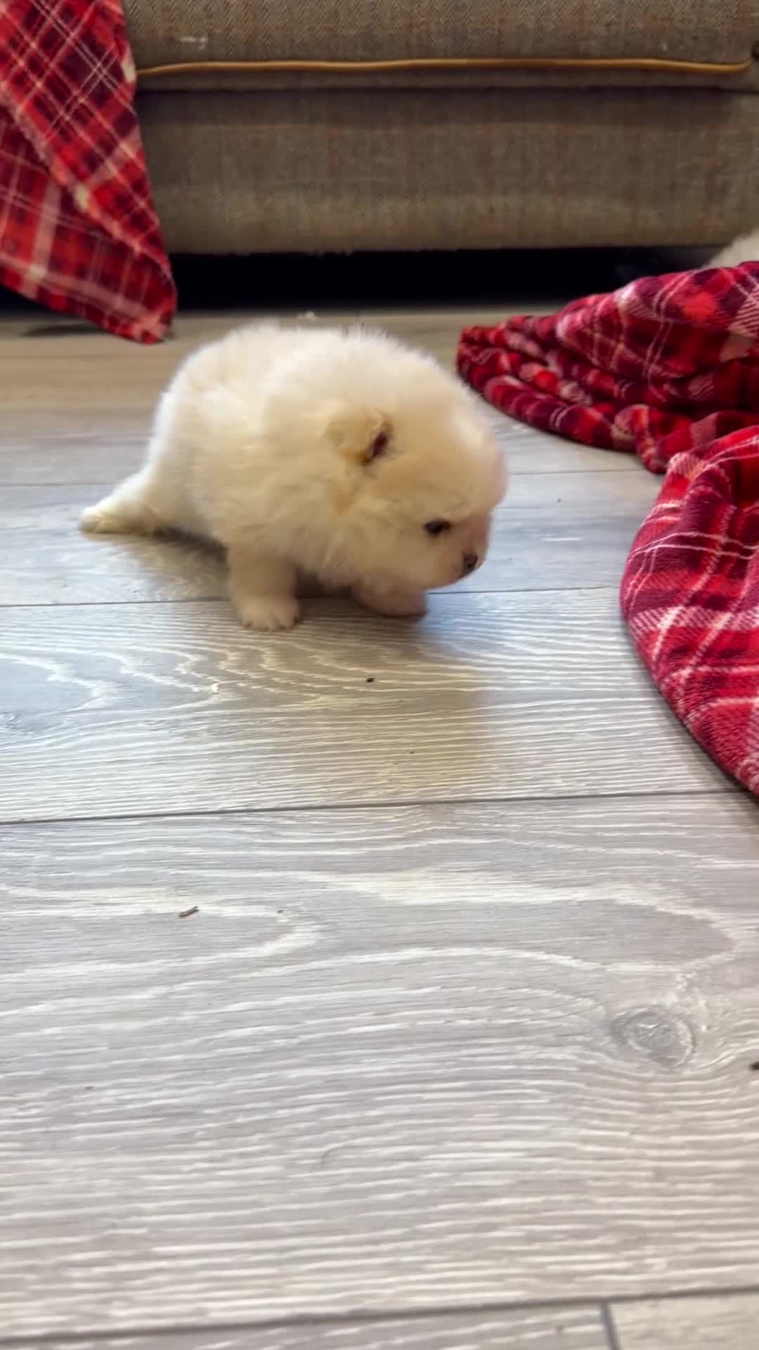 Pomeranian dogs for sale: Kc cream thick fur Pomeranian male puppy - Video 4