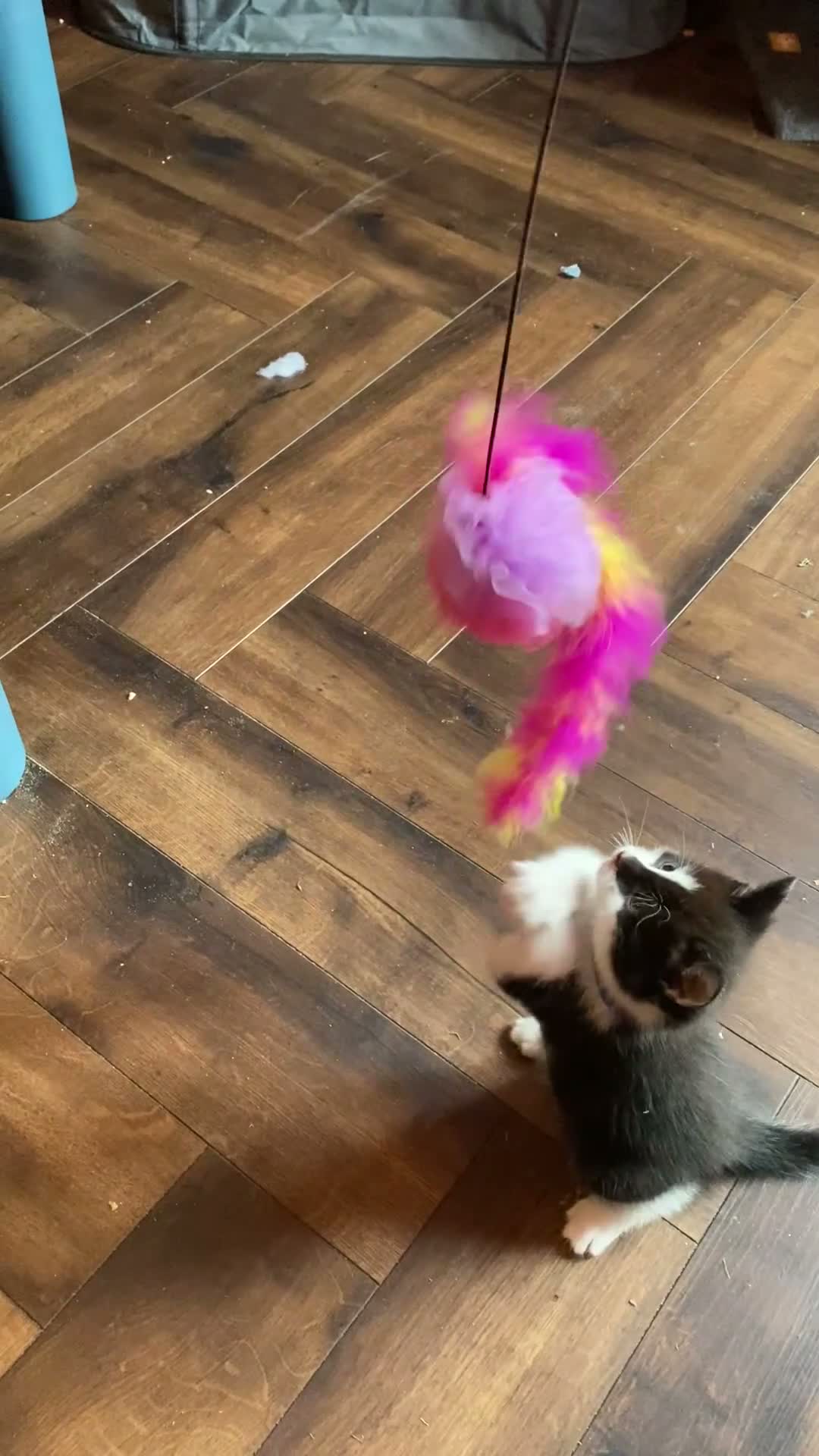 Domestic Shorthair cats for sale: 3 Beautiful Boy Kittens Looking for Forever Homes in Newport - Video 1