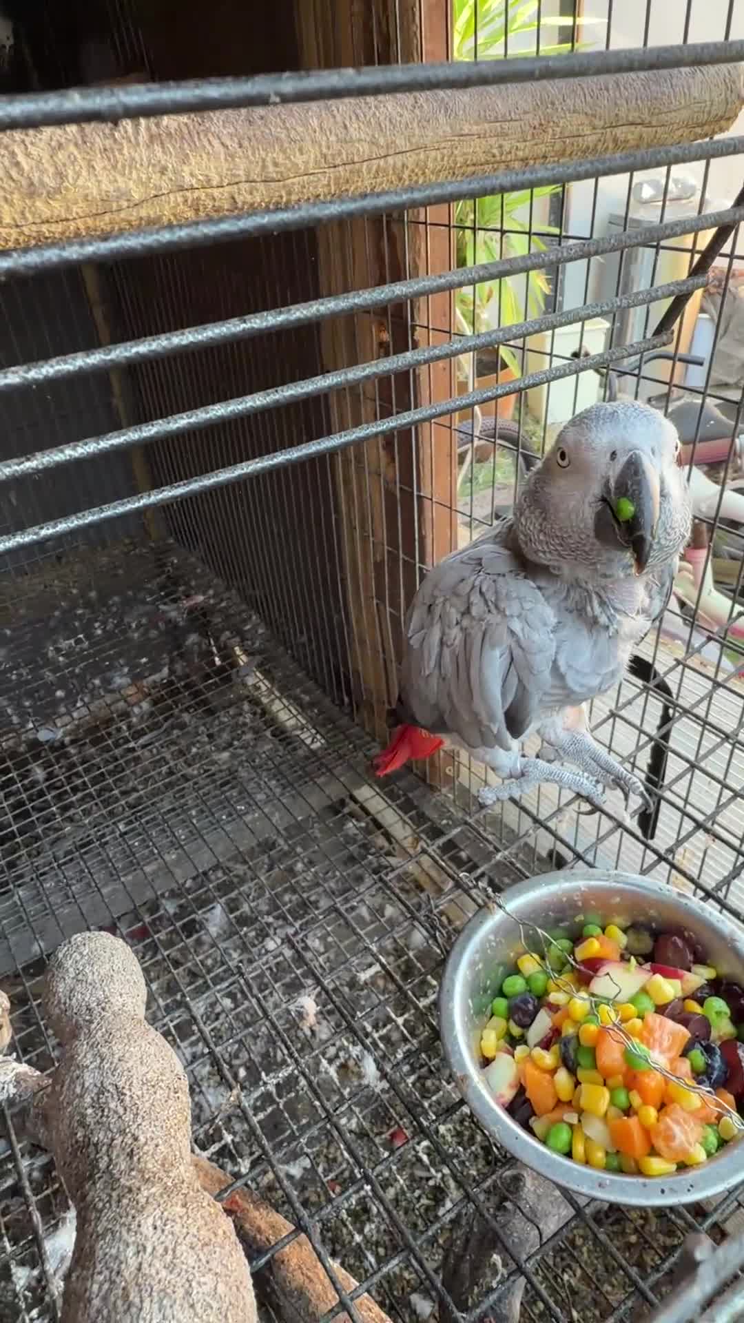 Parrots birds for sale: Breeding pair African greys - Video 3