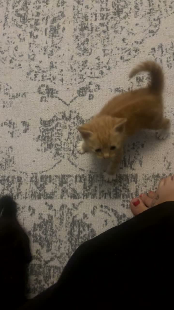 Mixed Breed cats for sale: Mixed kittens ready to go  - Video 1