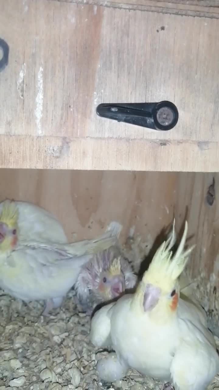 Cockatiels birds for sale: Juvenile Range of cockatiels in Manchester - Video 4