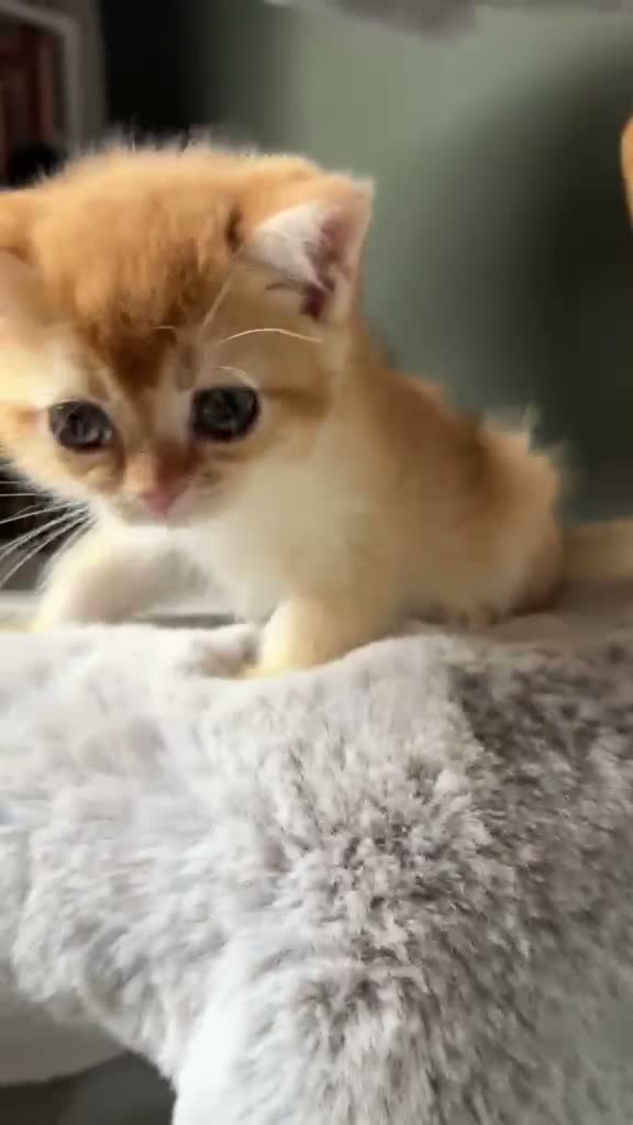 British Shorthair cats for sale: BSH Pedigree Black and Blue Golden Chinchilla's - Video 2