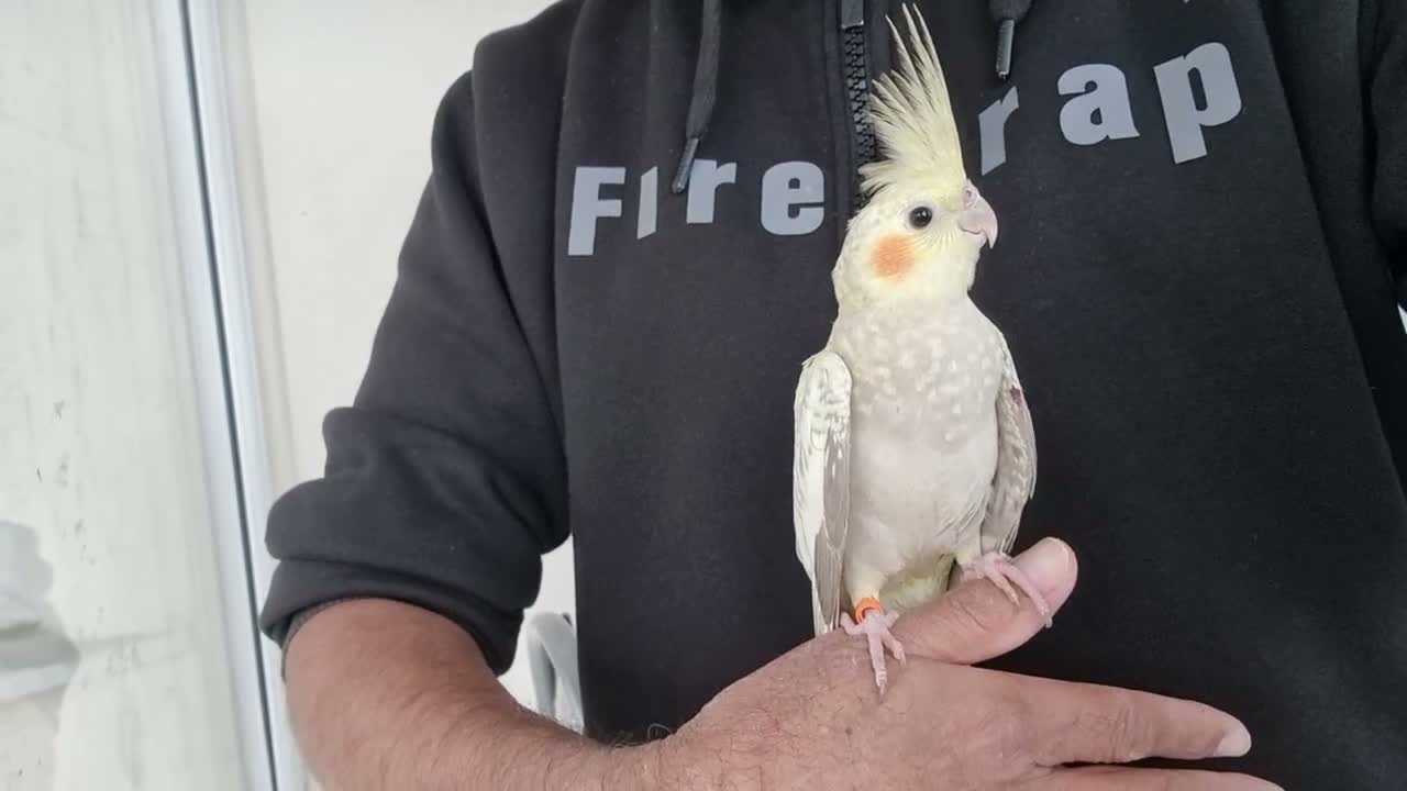 Cockatiels birds for sale: Super silly hand tamed baby cockatiel - Video 2